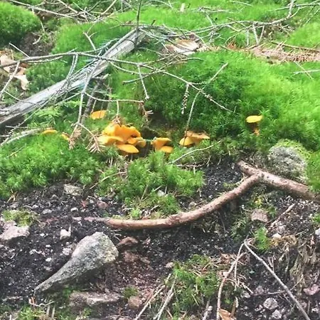 Apartamento Ferienwohnung Liesel